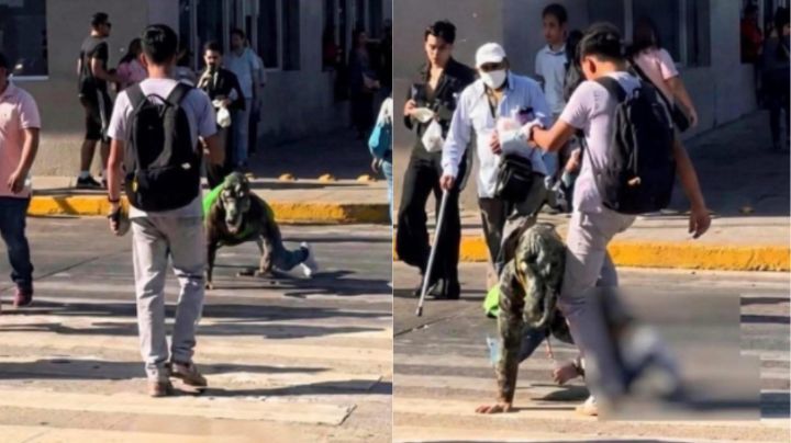 Patean a joven “therian cocodrilo” en Tampico y el video se vuelve viral