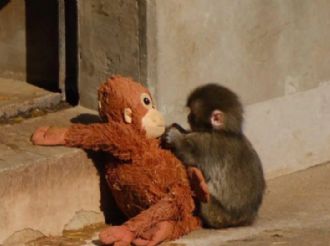 PETA asegura que Punch sufre trauma por aislamiento