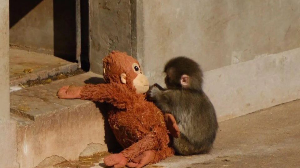 PETA pide que el monito sea trasladado a un santuario.