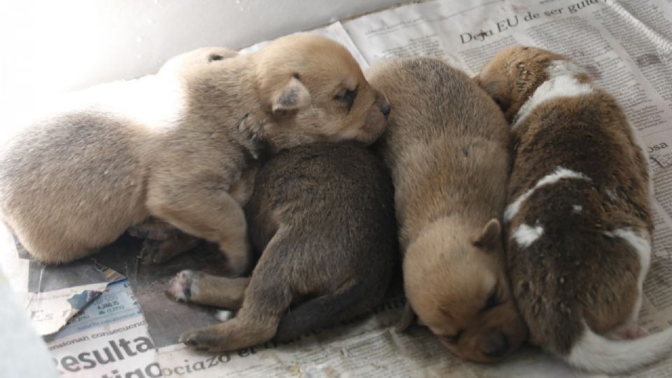 Campaña “Esteriliza con amor” en el municipio de García alcanza cifra record.