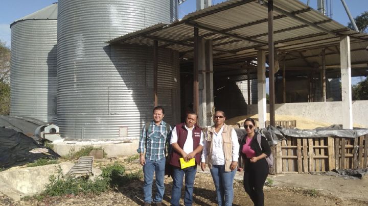 Un impulso vital para productores de maíz blanco en seis estados