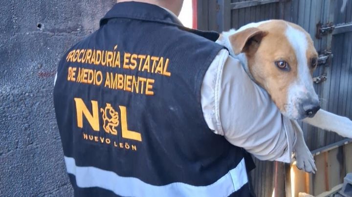 Rescatan a cinco perros víctimas de maltrato en NL