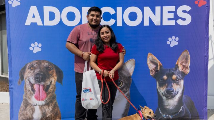 'Chihuatón' logra la adopción de 50 perritos rescatados en Monterrey