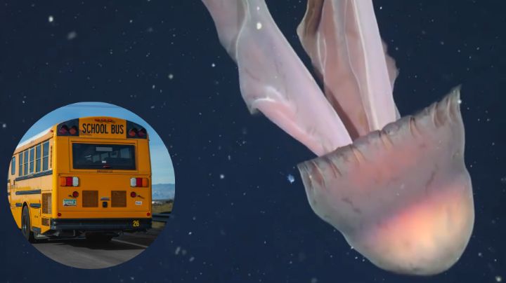Detectan medusa del tamaño de ‘un camión escolar’ en aguas del mar Argentino