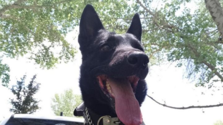 Perro policía muere a machetazos durante operativo por violencia doméstica en Chihuahua