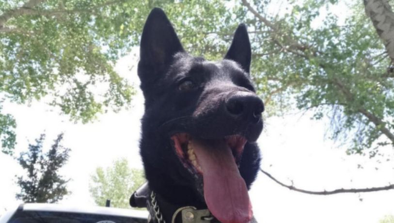 Perro policía muere a machetazos durante operativo por violencia doméstica en Chihuahua