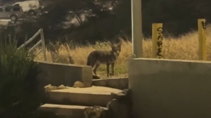 Presencia de coyotes alerta a vecinos de El Obispo, en San Pedro