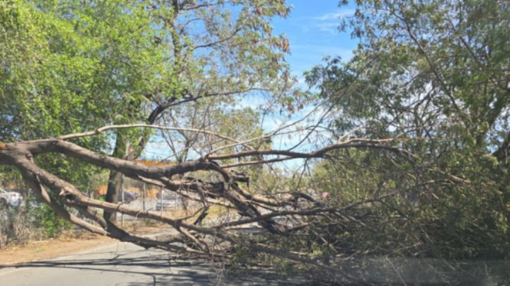 Fuerte viento deja fallas eléctricas, incendios y hasta un árbol caído