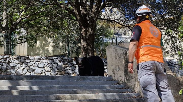 Se escabullen 4 osos a casa en Monterrey