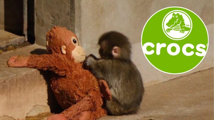 Crocs lanza pin inspirado en el mono Punch | Fotos
