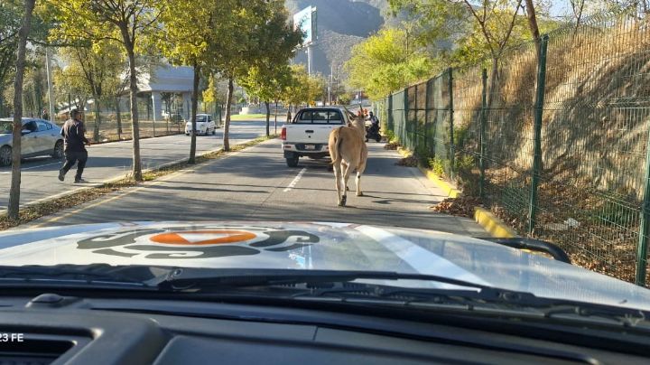 Captan a antílope en calles del Estadio de Rayados; lo duermen para ponerlo en resguardo