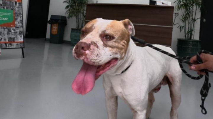 Rescatan a perrito tras sufrir presunto maltrato en Guadalupe
