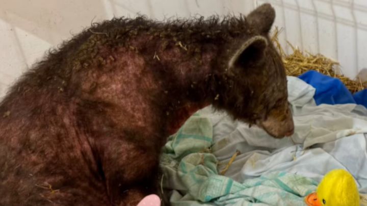 Osita Mina: Así luce a 5 meses de su rescate del zoológico La Pastora