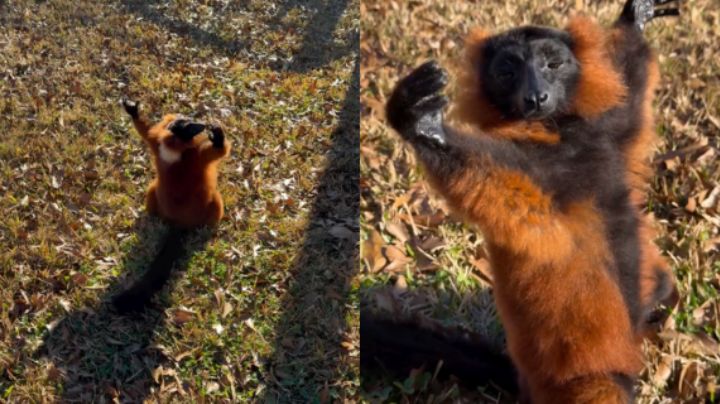 Lémur derrite a usuarios por su forma de tomar el sol, su nombre es Bloodnut