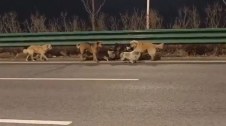 Perritos escapan de una carnicería en China y regresan juntos a casa; video se vuelve viral
