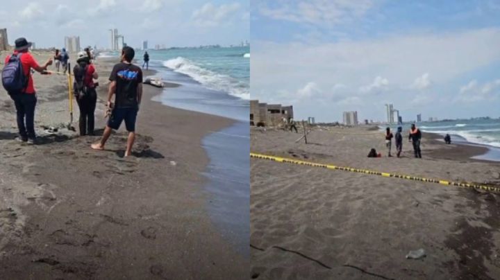 Aparece delfín muerto en playa de Veracruz en medio de un derrame petrolero 'sin control'