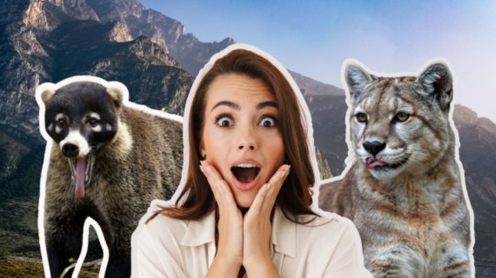 Estos son los animales salvajes que viven en Nuevo León y muchos no imaginan
