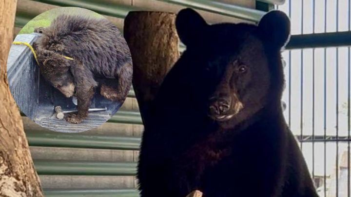 Oso Tadeo logra plena recuperación a 8 meses de su rescate