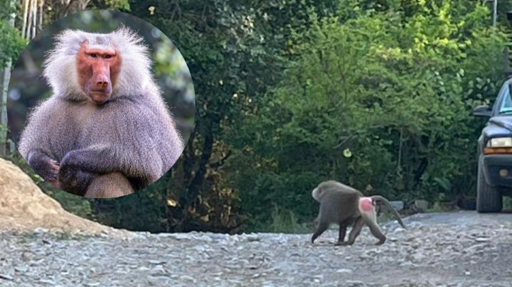 Reportan presunto babuino suelto en Santiago