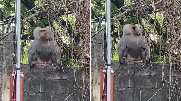 Video: Vecinos de Santiago se encuentran de frente con babuino suelto