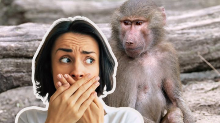 ¿Qué hacer si te encuentras con un mono suelto en Nuevo León?