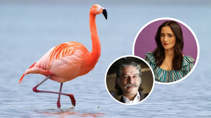 Flamingos estrenará en cines con narración de Julieta Venegas