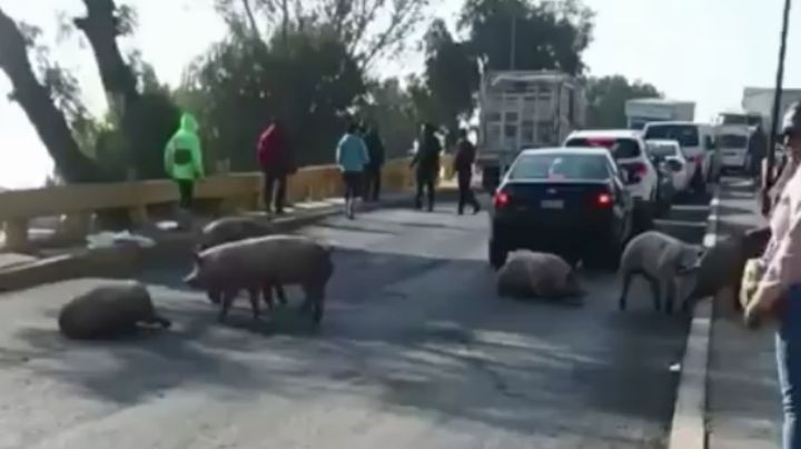 Caen cerdos de camión y provocan caos vial en Edomex | video