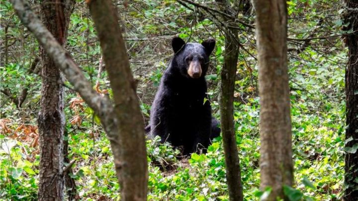Bimbo y Semarnat firman alianza para proteger al oso negro mexicano