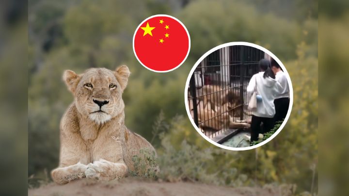 Leones atacan a niña de 10 años en zoológico de China