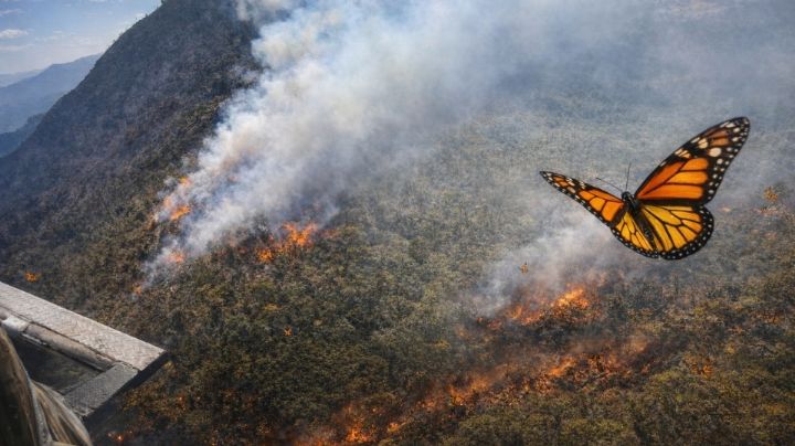 Incendio forestal amenaza la ruta de la mariposa Monarca