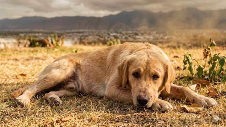 3 errores al cuidar a tu perro en el calor que pueden afectar su piel, según experta