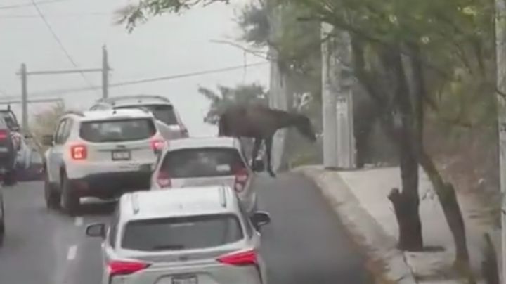 Sorprenden caballos a conductores en zona sur de Monterrey
