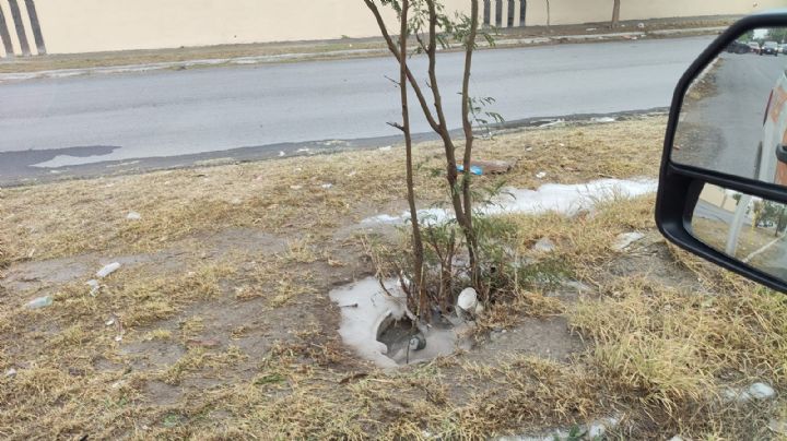 Ataca enjambre de abejas a 13 personas en Guadalupe