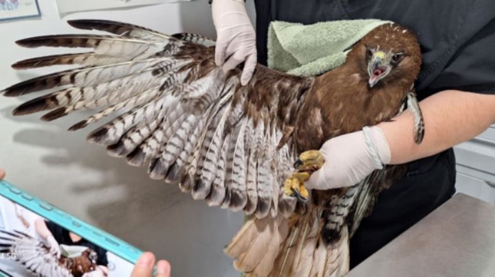 Halcón cola roja cae en cisterna en Escobedo; logran salvarla junto a su huevo