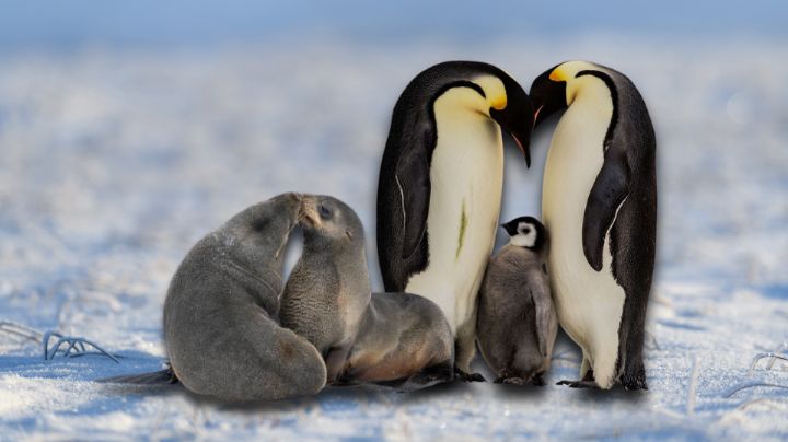 Cambio climático pone al pingüino emperador y al lobo marino al borde de extinción