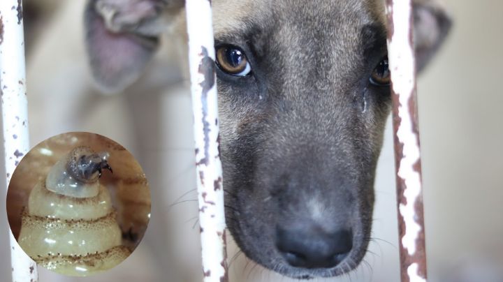 Detectan en Monterrey a perro infectado por gusano barrenador
