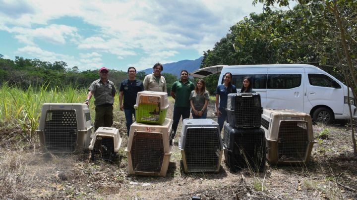 Liberan a ejemplares de fauna silvestre tras rehabilitación en Tamaulipas