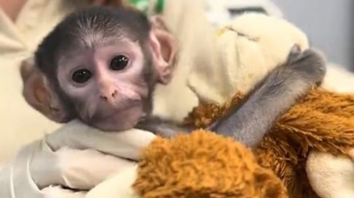 Video viral: Conoce a "Punch mexicano", el mono bebé que conmueve a las redes sociales