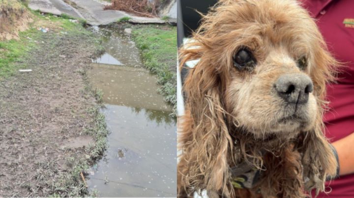Tras lluvias, perrito queda atrapado en arroyo de Escobedo; lo rescatan de milagro