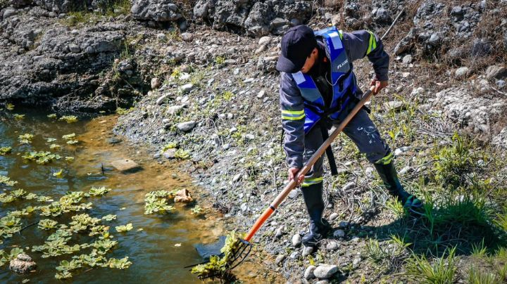 Inician brigada de limpieza en la Presa La Boca para frenar plaga de lirio acuático