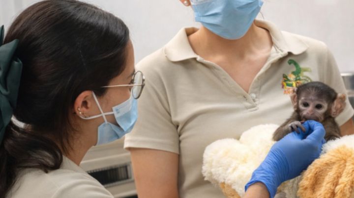 El Punch mexicano, el es Yuji, un mono que tiene un peluche de acompañamiento