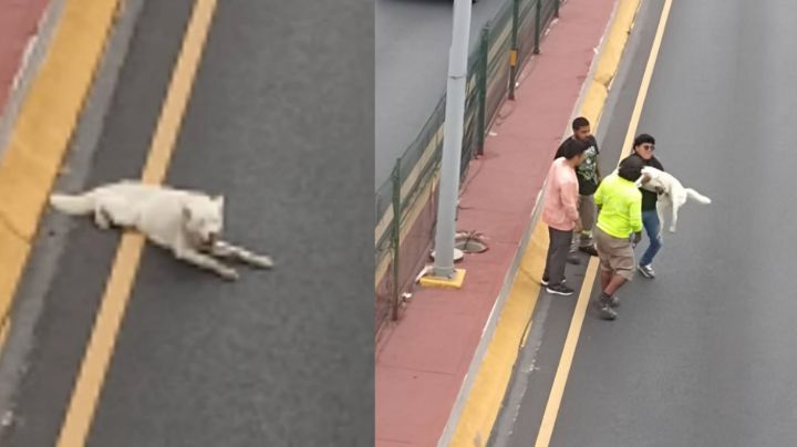 Jóvenes salvan a perrito en Garza Sada y ahora los buscan para premiarlos