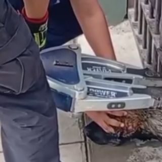 Perrito queda atrapado entre rejas de un barandal; lo liberan sano y salvo