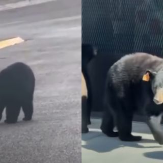 Advierten riesgos por interactuar con osos en zonas residenciales de Monterrey