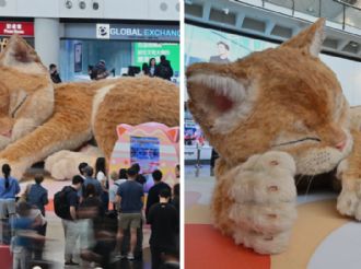 ¿Ya conoces a Catzilla? Gato gigante causa furor en el aeropuerto de Hong Kong