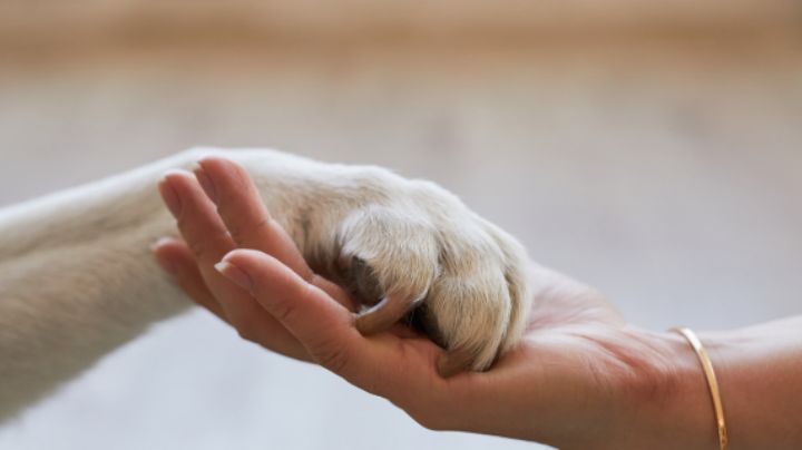Muere perrito rescatado por jóvenes en Garza Sada