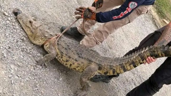 Capturan a cocodrilo que deambulaba en comunidad de Allende