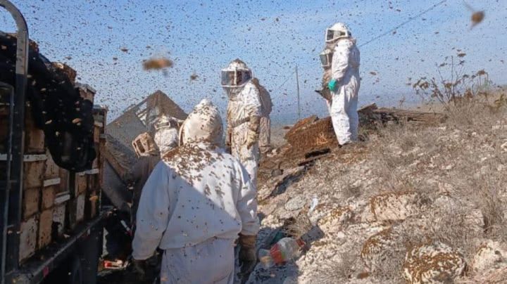 ¡Abejas sueltas en Nuevo León! Escapan miles de ellas tras volcadura de camión