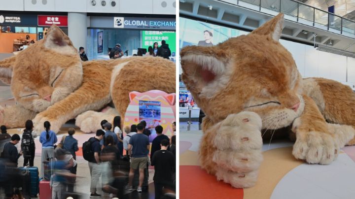 ¿Ya conoces a Catzilla? Gato gigante causa furor en el aeropuerto de Hong Kong