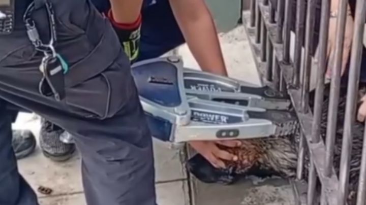 Perrito queda atrapado entre rejas de un barandal; lo liberan sano y salvo